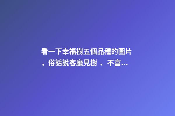 看一下幸福樹五個品種的圖片，俗話說客廳見樹、不富也發!8種吉祥樹-第1張-觀點-玄機派